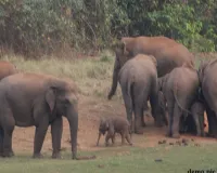 तुमाबुजुर्ग क्षेत्र में पहुंचा एक दंतैल हाथी