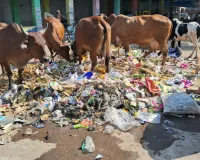 गंदगी व बेसहारा मवेशियों से इतवारी बाजार के व्यवसायी परेशान